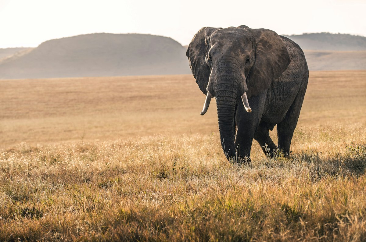 Ngorongoro Crater