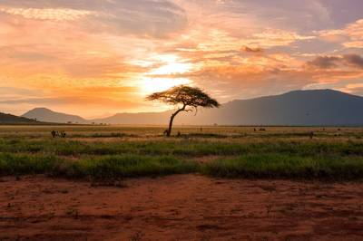 Tsavo red elephant