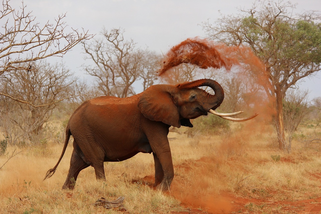 Tsavo East Day Tour from Nairobi in Tsavo East National Park
