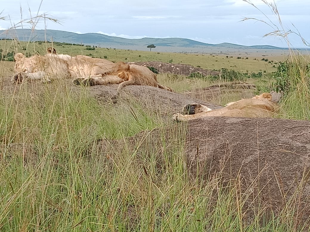 3 Days Famous Masai Mara Safari in Masai Mara National Reserve