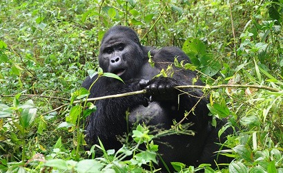 Bwindi National Park in Uganda