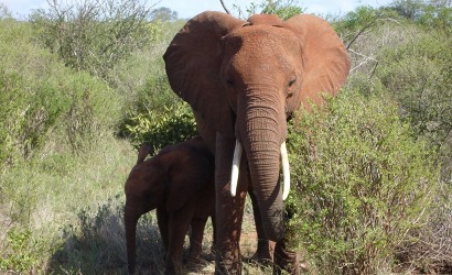 Tsavo West National Park in Kenya