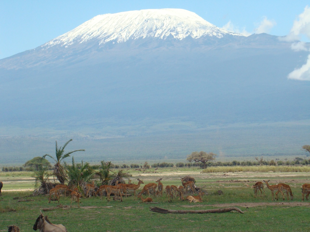 7 Days Masai Mara Lake Nakuru Lake Naivasha Amboseli Safari in Kenya