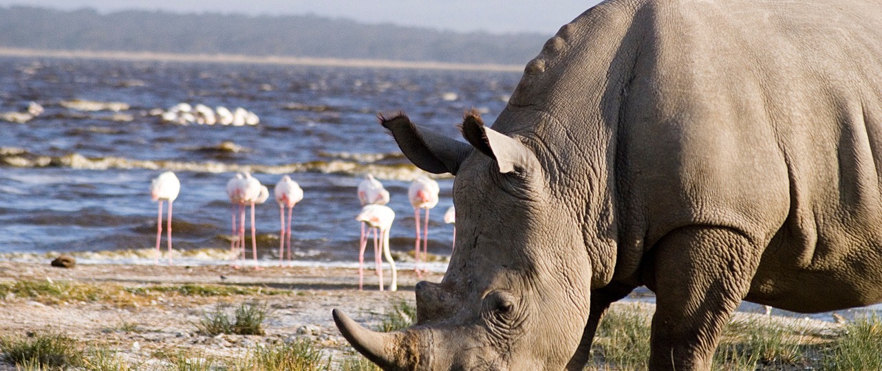 Lake Nakuru Day Safari in Kenya