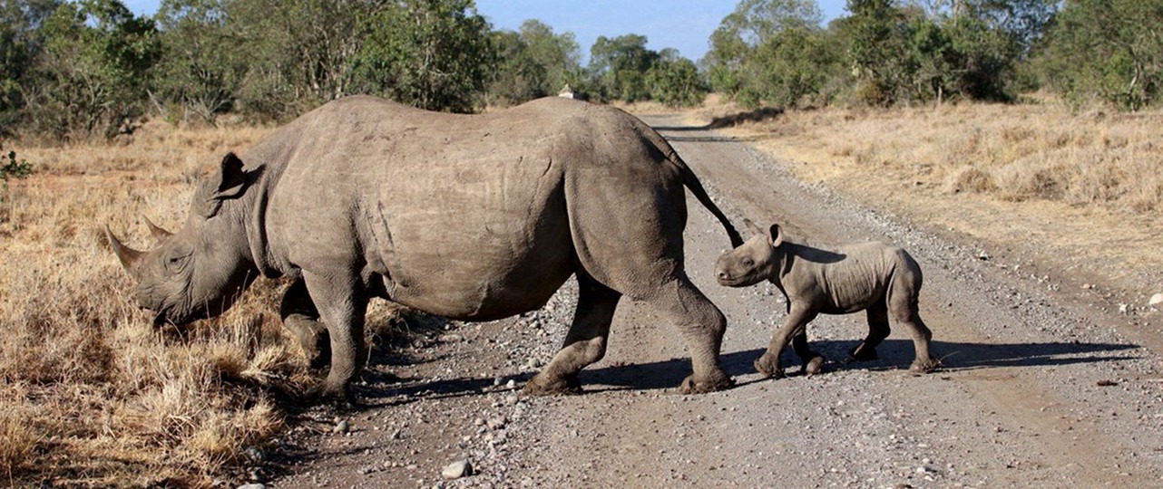 Ol Pejeta Conservancy Day Tour from Nairobi in Kenya
