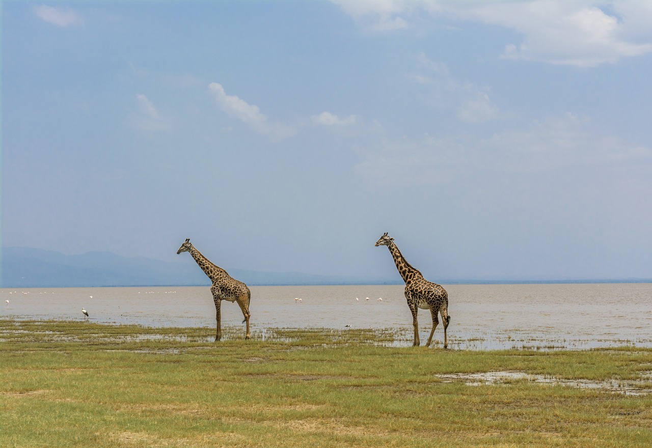 4 Days Manyara / Ngorongoro / Serengeti Camping Safaris in Tanzania