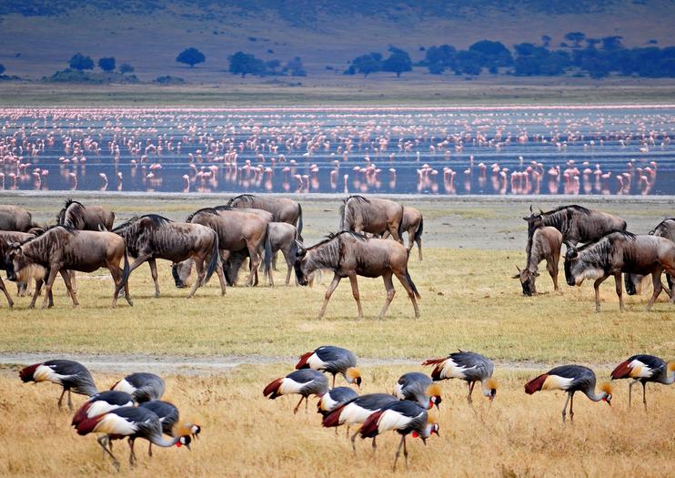 5 Days Manyara/Ngorongoro/Serengeti in Tanzania